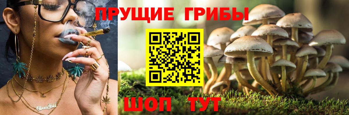 Псилоцибиновые грибы MAGIC MUSHROOMS  Псилоцибиновые грибы GOLDEN TEACHER  Донецк  Вход с VPN 